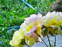 yellow roses - bad angle, sorry