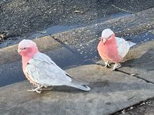 Galahs on the ground for reference