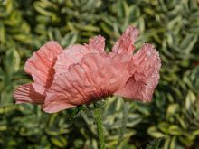As the rainclouds approached, that tour bus took off. For the final 90 minutes til closing, we literally had the tranquil place to ourselves.
