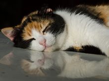 This sleepy gato lies atop a car parked in the courtyard. That was where scenes from the Italian TV drama 'My Brilliant Friend' were recently shot.