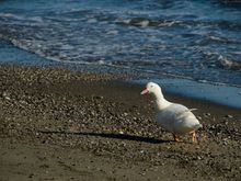 Another unexpected sight. Above is Giuseppe Siragusa. He won the 2023 'David Hasselhof Amalfi Coast Lifeguard of the Year' award. Seen here, he is reminding us that removing anything such as sand or rocks, from local beaches is prohibited under Italian law.