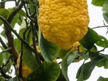 Local 'Sfusato Amalfitano' lemons are a different type than you and I are used to. Gnarlier skin for starters. They are grown a bit larger and more aromatic. Supposedly higher in Vitamin C. They were once crucial exports going onto Britain and America.