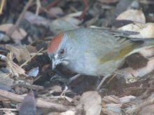 Green-tailed Towhee