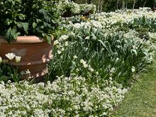 The flower garden walk at Longwood features a series of beds with a progression of colors.
