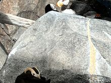 Two types of puffins seen in this area 