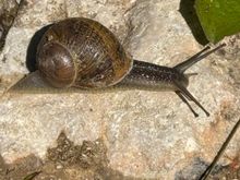 A snail for Florida1