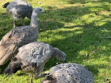 Cape Barren Geese