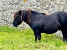 The site even had some Shetland ponies!!! So cute. This is a standard, the largest of the breed.