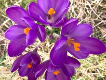 I love seeing the first sign of spring in my yard