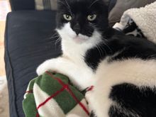 Kids adopted this cat a few weeks ago. He had been feral and escaped but they kept putting out food and he hung around. The other day he came out from under the porch right to DGS2 and has remained in the house for several days now. Fingers crossed.