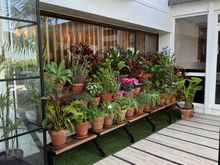 Flowering potted plants right of main entrance to ANTONIO, outside ZAHARA DE LOS ATUNES (Zahara of the tunas)