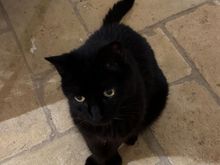 My faithful companion who slept in my room most nights......SOMBRA