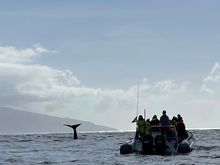 Sperm Whale going for a deep dive