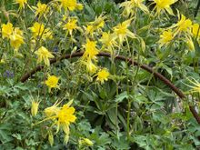 Pretty yellow flowers