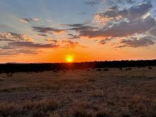Sunset over the Serengeti.