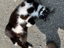 Buster, the handsome and charismatic baron of Huntly Castle.