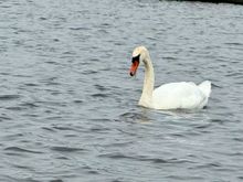 Lots of Mute swans