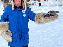A Canada Jay in the palm of my hand, er, mitt