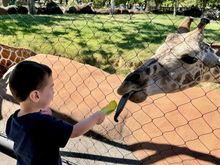 Another highlight of the day was feeding a couple of giraffes lettuce. He kept giggling out loud after each feeding.