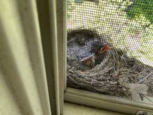 The babies. Today one of them was out of the nest and on the ledge.
