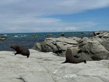 NZ fur seals up close