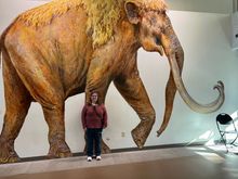 Mammoth Caves in Waco. Mrs Z is 5 feet tall and that's the actual size of a mammoth.