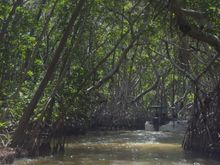 Mangroves