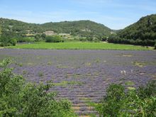 View of lavender field from Montclus