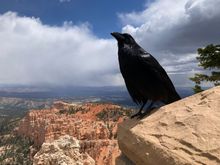 Very friendly raven at Rainbow Point!