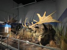  Ulster Museum - inside