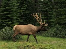 Outside our cabin in Jasper