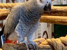 African Gray parrot!