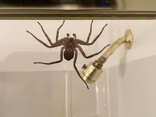 The only negative of this apartment. Glad Mrs Z didn't see it.The qu