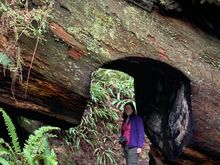 Me under a fallen redwood tree.