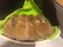 My sister's baby rabbits