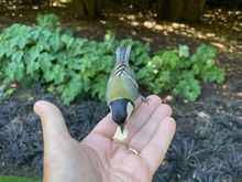 I saw a mother and son feeding birds out of there hands and she gave me a couple of crackers.  These little guys are fearless.