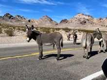Wild burros hanging out in the middle of the road 