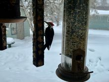 a pilliated woodpecker, I tried to edit it larger but it didn't work. sorry.