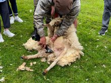 Let the shearing begin