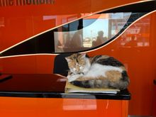 The lovely Emmanuela who'd been so kind to us at pick-up,  was on break, so we left the car keys with the general manager of the agency, who badly needed an espresso doppio.