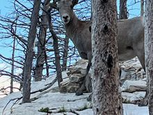 Trail friend. I’m never truly alone.