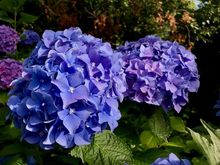 An abundance of Hydrangeas in Pucon