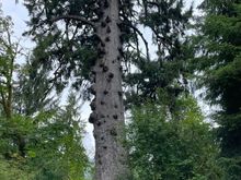 Tallest Sitka Spruce. This would make a lot of Martin guitar tops!