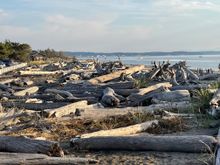 Drift wood that has been deposited by a storm or more accurately storms over the years.