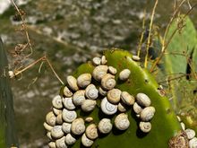 Snails feasting on cactus outside hotel.....why???