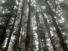 Looking up at the big trees surrounding our campsite # 39.