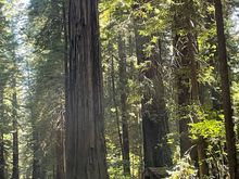 The trees come right up to the edge of the road.  Sometimes you duck when you drive through these trees.
