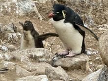 Adult Rockhopper and chick