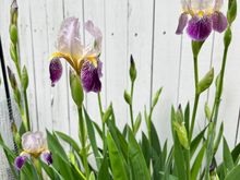 Irises 