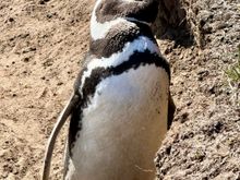 Magellanic penguin 